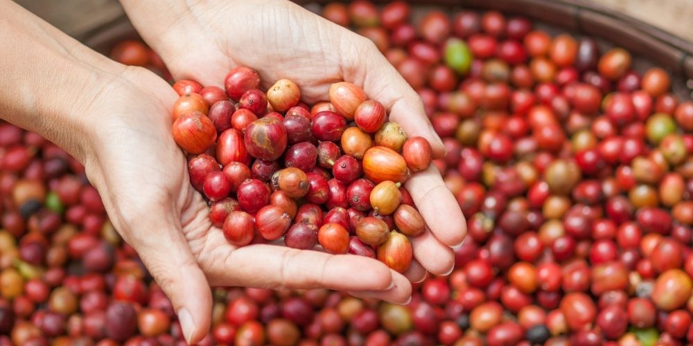 El mercado del café organico